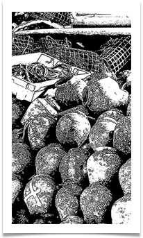 SQUID POTS.jpg - Jan and Steve Hodson
